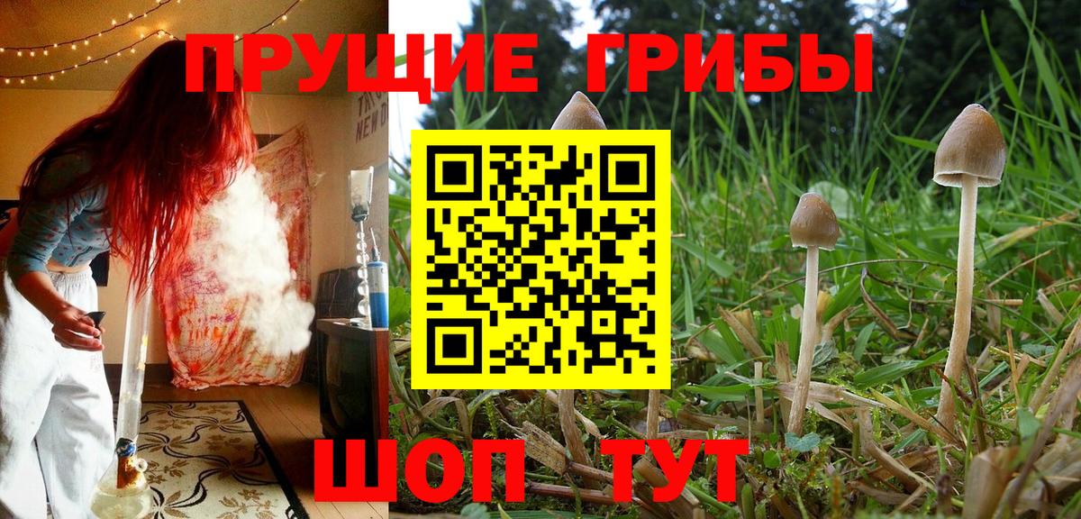 Нерюнгри  Псилоцибиновые грибы MAGIC MUSHROOMS  Вход с VPN  Псилоцибиновые грибы Psilocybine cubensis 